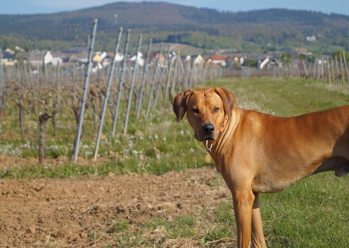 Gutsausschank des Weingut Kaspar Herke